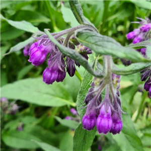 Symphytum Uplandicum 'Moorland Heather'